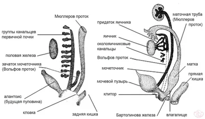 Рак вульвы: симптомы, диагностика, лечение, стадии и профилактика онкологии  половых губ