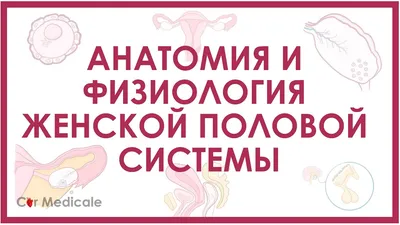 Влагалище | Анатомия, размеры женского влагалища