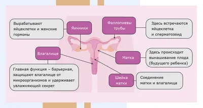 Презентация на тему: "Строение женской половой системы. Женские половые  органы разделяют на наружные и внутренние Наружный женские половые органы:  Лобок (mons pubis) Большие.". Скачать бесплатно и без регистрации.