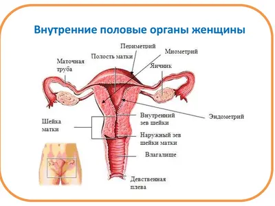 Зуд в интимной зоне у женщин - Клиника Марины Рябус