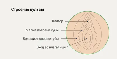 Онко Вики — Как устроена женская репродуктивная система?