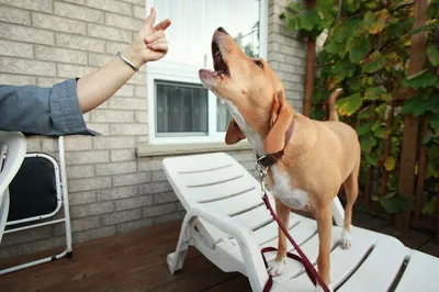 Дрессировка собак при помощи кликера - обучение без наказаний