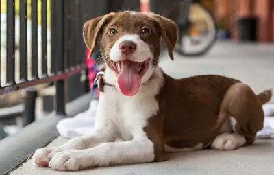 Уйти от жестов 🐶 Научить собаку выполнять команды без подсказки 🐕 Отучить  щенка делать все по руке 🐩 - YouTube