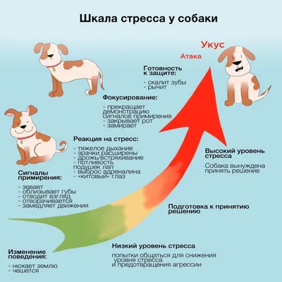 Как правильно дрессировать взрослую собаку? | PEDIGREE®