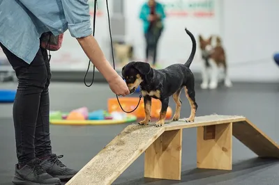 Способы обучения собаки командам: дрессировка самостоятельно и при  поддержке специалистов