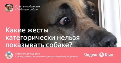 Какие жесты категорически нельзя показывать собаке? » — Яндекс Кью