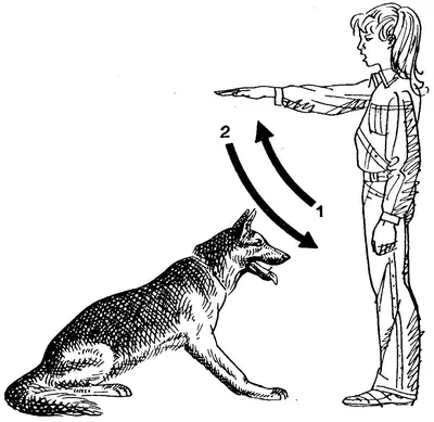 Жесты команд для собак 