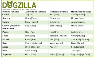Какой язык собаки понимают лучше всего? | Жизнь кошек и собак с Kinpet |  Дзен