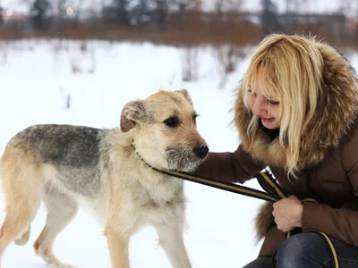 50 команд Сири 🐩 Обученная собака породы Бордер колли 🐾 Список необычных  команд, дрессировка щенка 🐶 - YouTube