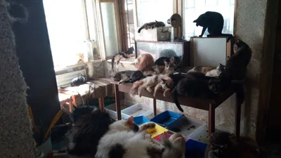 Кошкин дом: что не так с собирателями бездомных животных » Кошка Ветра