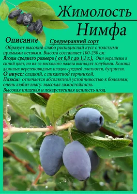 Жимолость съедобная: фото, описание, сорта, посадка, уход, выращивание в  открытом грунте, где купить саженцы