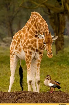 Смешной жираф — раскраска для детей. Распечатать бесплатно.