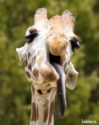 Смешной удивленный жираф заглядывает …» — создано в Шедевруме