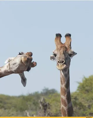 Смешные картинки жирафа - 66 фото