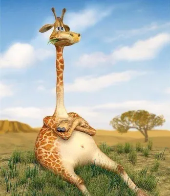 Смешные жирафы | Забавные животные | Дзен