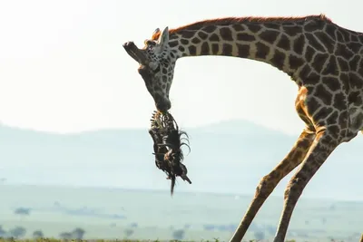 В Калининградском зоопарке родился жираф Reticulate Giraffe | РИА Новости  Медиабанк