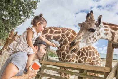 картинки : Дикая природа, зоопарк, Млекопитающее, Фауна, Саванна, жирафа,  Жирафы, Ребенок жираф 2272x3408 - - 962102 - красивые картинки - PxHere