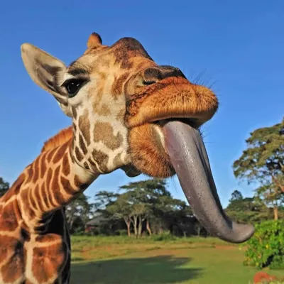 Жирафа для пензенского зоопарка могут привезти на двухъярусном Боинге |  ОБЩЕСТВО | АиФ Пенза