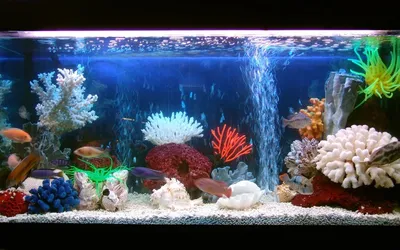 Живой аквариум» — создано в Шедевруме