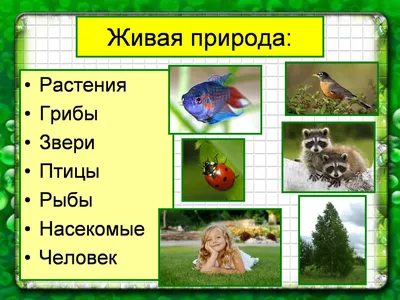 Ознакомление дошкольников с неживой природой (Николаева)