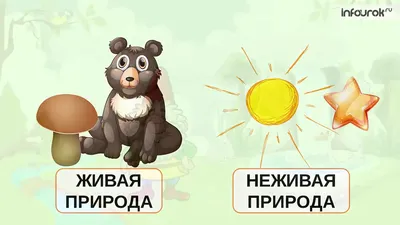 Обучающий постер-плакат для начальной школы и детского сада "Живая природа",  Окружающий мир - купить с доставкой по выгодным ценам в интернет-магазине  OZON (634231911)