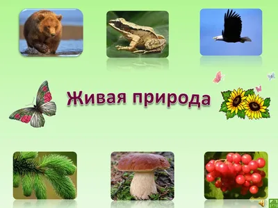 Ознакомление детей дошкольного возраста с живой и неживой природой» (9  фото). Воспитателям детских садов, школьным учителям и педагогам - Маам.ру