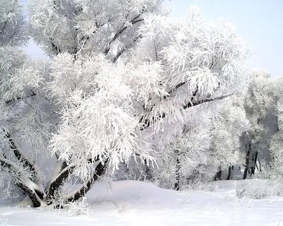  - Прогноз погоды на 16 декабря в Сахалинской области