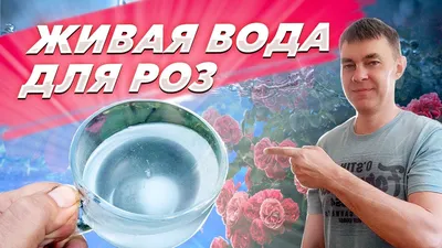 Доставка воды в Краснодаре от производителя - Живая вода Пальмиры