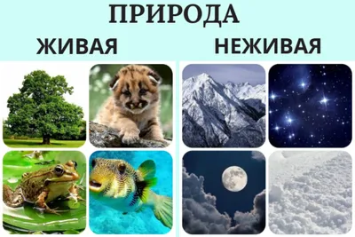 Вопросы и ответы о живой и неживой природе - купить с доставкой по Москве и  РФ по низкой цене | Официальный сайт издательства Робинс