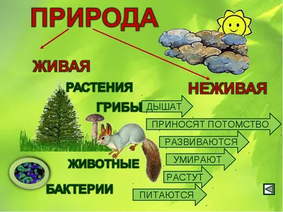 Ознакомление детей дошкольного возраста с живой и неживой природой» (9  фото). Воспитателям детских садов, школьным учителям и педагогам - Маам.ру