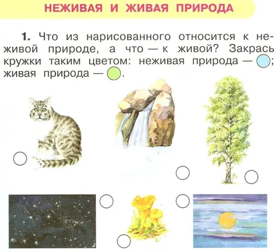 Комплект «STEM-образование. Экспериментирование с живой и неживой природой»