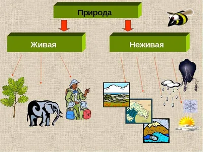 Тема урока: "Единство живой и неживой природы". 2-й класс