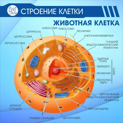 Стенд "Строение клетки. Животная клетка" СШО 00005 - Магазин стендов и  наглядных пособий для обучения