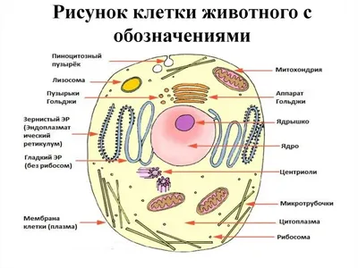 животная клетка - ePuzzle фотоголоволомка