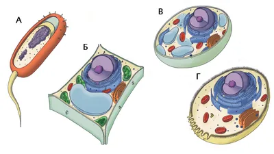Раскраски животная клетка биология (55 фото) » Картинки, раскраски и  трафареты для всех - 