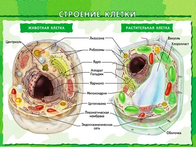 Строение животной клетки | Кирилл Дворников | Дзен