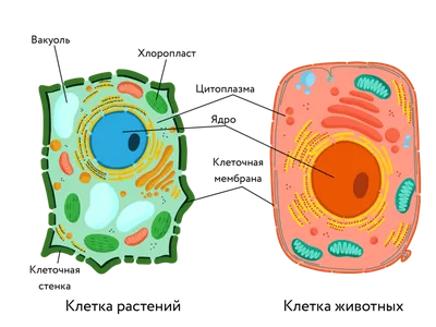Чем отличается животная клетка от растительной? | Победить ЕГЭ и ОГЭ  👈Подпишись — это полезно! | Дзен