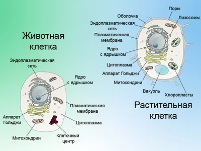 Растительная и животная клетка