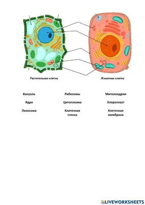 Строение животной и растительной клетки | схема, таблица скачать бесплатно  | Биология