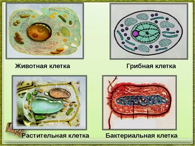 Отличия клеток разных организмов | ЕГЭ Биология | Дзен