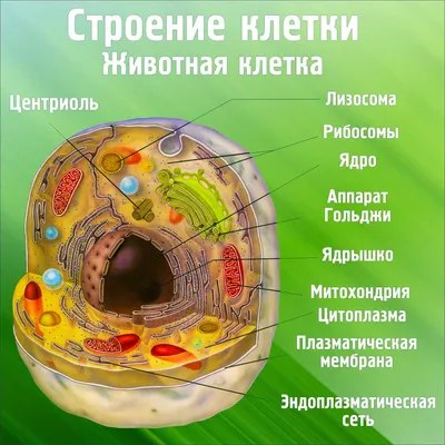 Строение животной клетки | Кирилл Дворников | Дзен