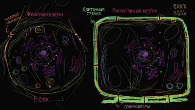 Картинки клетка человека (49 фото) » Картинки, раскраски и трафареты для  всех - 