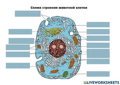 Животная клетка 3D модель - Скачать Хобби и Быт на 