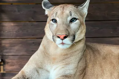 В чем разница между Пантерой и черной Пумой? | Animal Global | Дзен