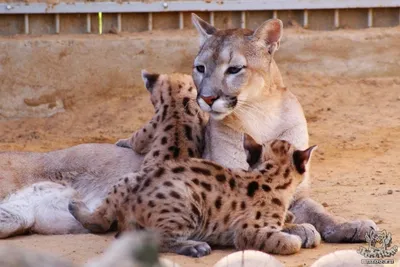 Пума (Felis (Puma) concolor) — Зоопарк «Лимпопо» г. Нижний Новгород –  Нижегородский зоопарк