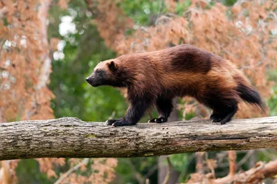 Животное росомаха🐻 | Животное росомаха, Росомахи, Животные