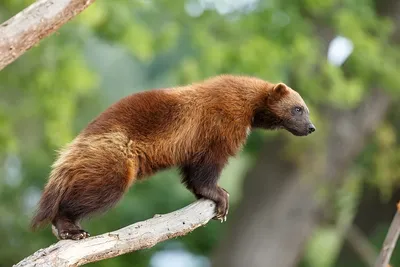 Росомаха - хищный зверь, который на самом деле является "лесным санитаром"  – Это Сибирь!