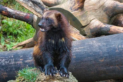 Может одолеть даже матерого медведя: на Урале живет вторая в мире росомаха,  прирученная человеком - 