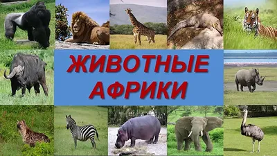 Английский язык. Животные Африки. Animals of Africa. А2. купить оптом в  Екатеринбурге от 72 руб. Люмна