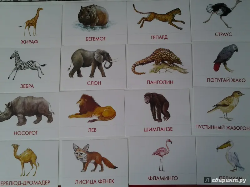 Дети животных названия с картинками для детей. Африканские животные названия. Животные проживающие в Африке. Какие животные обитают в Афри. Названия животных диких Африки.